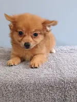 Peter, a male Pomchi for sale in Effingham, IL – 1 of 8