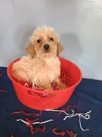Happy, a male Havapoo for sale in Effingham, IL – 8 of 10