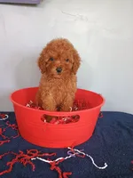 Cherry, a female Cavapoo for sale in Effingham, IL – 8 of 10