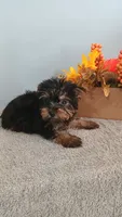 Yvonne, a female Yorkshire Terrier for sale in Effingham, IL – 3 of 3