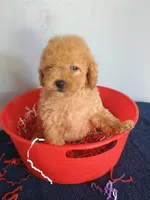Chelsi, a female Cavapoo for sale in Effingham, IL – 6 of 9