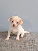 Phoebe, a female Pomchi for sale in Effingham, IL – 3 of 8