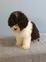 Charlie, a male Bichon Frise and Shih Tzu for sale in Effingham, IL – 5 of 9