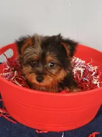 Frankie, a male Yorkshire Terrier for sale in Effingham, IL – 7 of 10