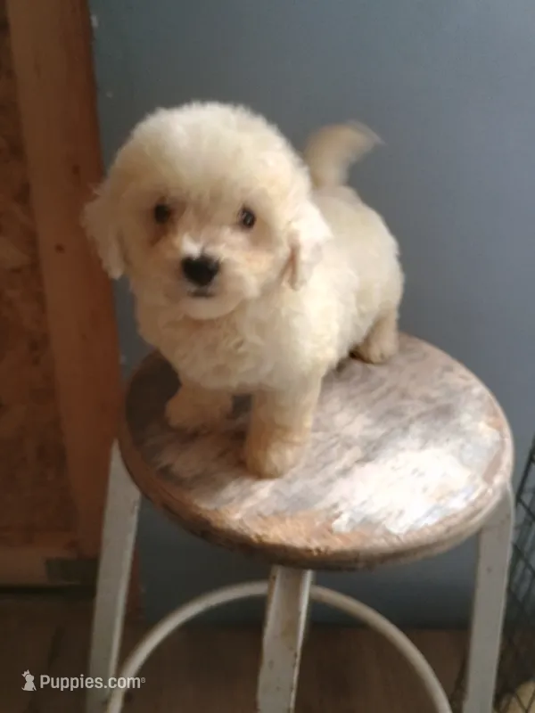 Buster – Bichon Frise puppy for sale in Effingham, IL