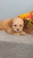 Peggy, a female Poodle - Toy  for sale in Effingham, IL – 5 of 7