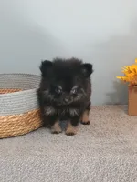 Pixydust, a female Pomeranian for sale in Effingham, IL – 9 of 10