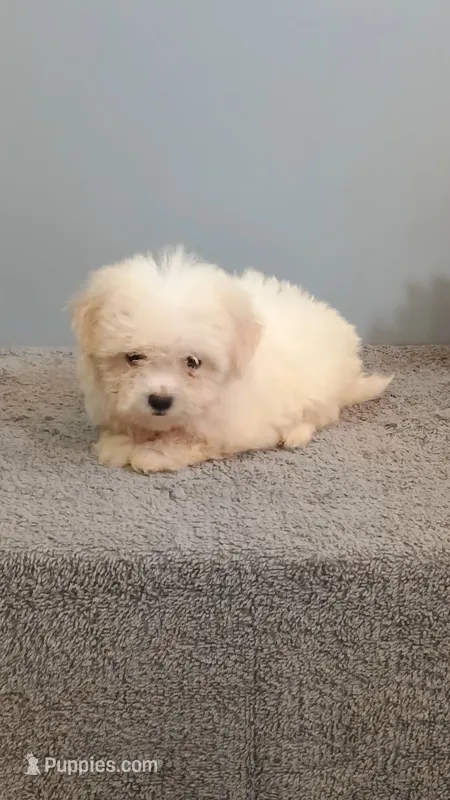 Hadley – Maltese puppy for sale in Effingham, IL