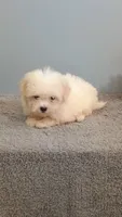 Hadley, a female Maltese for sale in Effingham, IL – 1 of 5