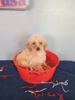Happy, a male Havapoo for sale in Effingham, IL – 5 of 10