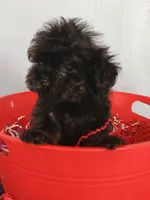 Spartan , a male Cockapoo for sale in Effingham, IL – 8 of 10