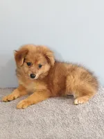 Phillip, a male Pomchi for sale in Effingham, IL – 2 of 8