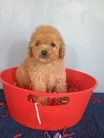 Chelsi, a female Cavapoo for sale in Effingham, IL – 2 of 9