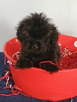 Spartan , a male Cockapoo for sale in Effingham, IL – 2 of 10