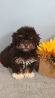 Patti, a female Poodle - Toy  for sale in Effingham, IL – 6 of 6