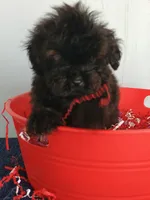 Spartan , a male Cockapoo for sale in Effingham, IL – 7 of 10