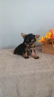 Yager, a male Yorkshire Terrier for sale in Effingham, IL – 4 of 7