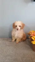 Peggy, a female Poodle - Toy  for sale in Effingham, IL – 8 of 10