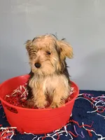 Frannie, a male Yorkshire Terrier for sale in Effingham, IL – 5 of 8