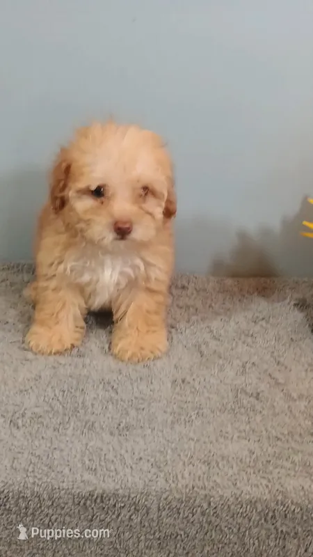 Peggy – Poodle - Toy  puppy for sale in Effingham, IL