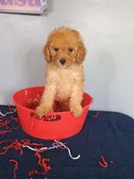 Cheri, a female Cavapoo for sale in Effingham, IL – 9 of 10