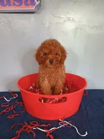 Cherry, a female Cavapoo for sale in Effingham, IL – 5 of 10