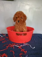 Cherry, a female Cavapoo for sale in Effingham, IL – 9 of 10