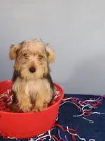 Frannie, a male Yorkshire Terrier for sale in Effingham, IL – 4 of 8
