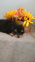Paulie, a male Poodle - Toy  for sale in Effingham, IL – 6 of 10