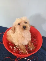 Happy, a male Havapoo for sale in Effingham, IL – 2 of 10
