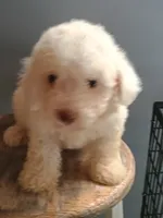 Bixby, a male Bichon Frise for sale in Effingham, IL – 2 of 5