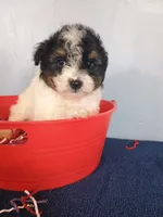 Pumpkin, a male Pomapoo for sale in Effingham, IL – 2 of 10