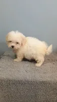 Hadley, a female Maltese for sale in Effingham, IL – 2 of 5