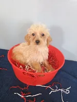 Happy, a male Havapoo for sale in Effingham, IL – 4 of 10