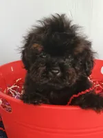 Spartan , a male Cockapoo for sale in Effingham, IL – 4 of 10