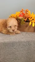 Peggy, a female Poodle - Toy  for sale in Effingham, IL – 6 of 7