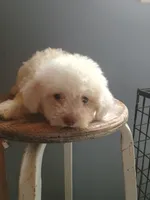 Betty, a female Bichon Frise for sale in Effingham, IL – 7 of 8