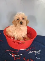 Happy, a male Havapoo for sale in Effingham, IL – 10 of 10