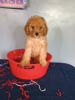 Cheri, a female Cavapoo for sale in Effingham, IL – 8 of 10