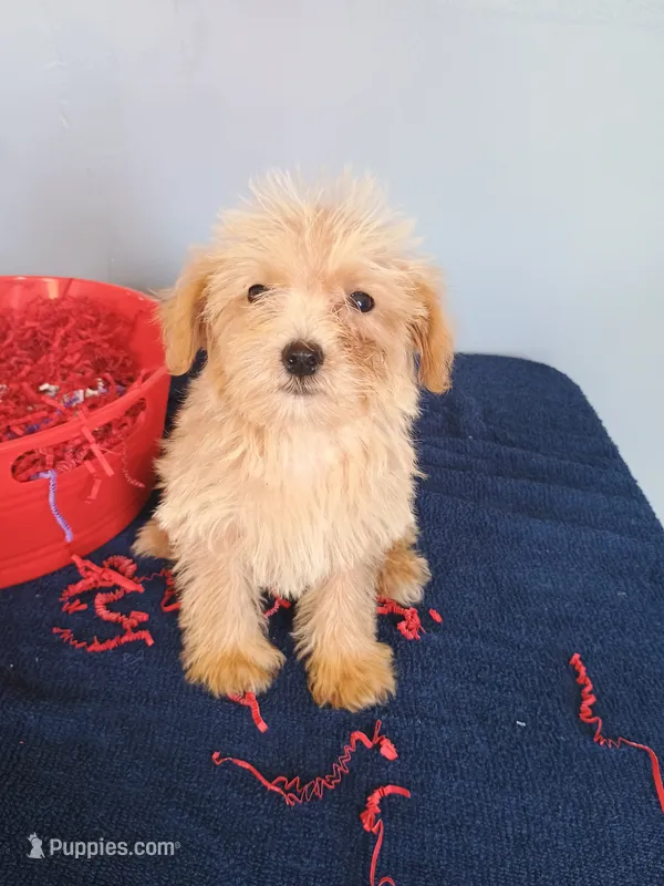 Sparkles – Havapoo puppy for sale in Effingham, IL