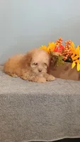 Peggy, a female Poodle - Toy  for sale in Effingham, IL – 4 of 7