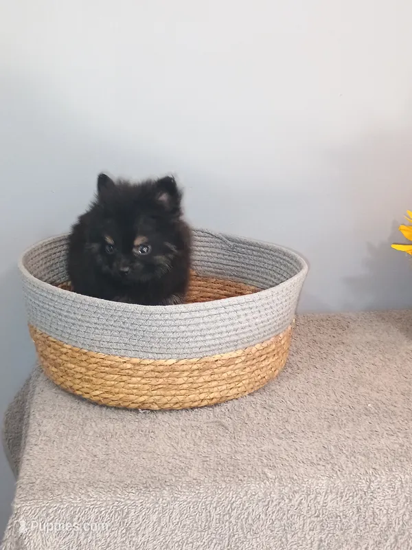 Pixydust – Pomeranian puppy for sale in Effingham, IL