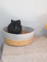 Pixydust, a female Pomeranian for sale in Effingham, IL – 1 of 10