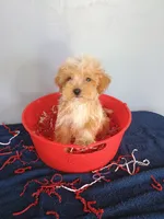 Smiley, a male Havapoo for sale in Effingham, IL – 8 of 10