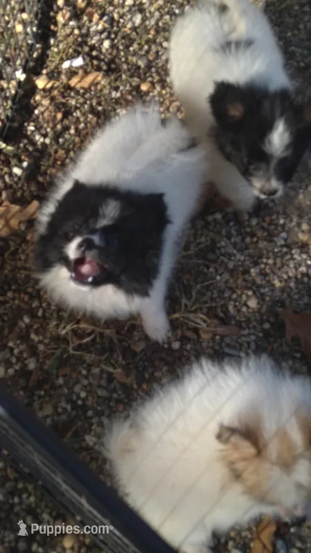 Aj, a male Pomeranian for sale in Effingham, IL – Photo 1 of 8