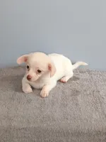 Phoebe, a female Pomchi for sale in Effingham, IL – 5 of 8