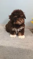 Patti, a female Poodle - Toy  for sale in Effingham, IL – 5 of 6