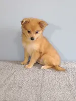 Pixy, a female Pomchi for sale in Effingham, IL – 10 of 10