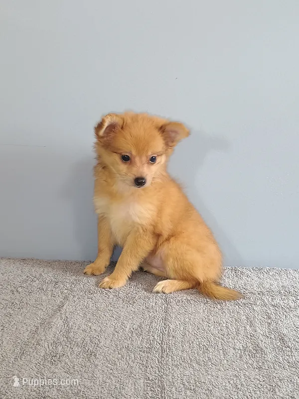Pixy – Pomchi puppy for sale in Effingham, IL