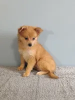 Pixy, a female Pomchi for sale in Effingham, IL – 3 of 10